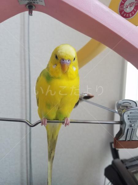迷い鳥の写真