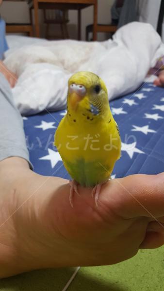 迷い鳥の写真