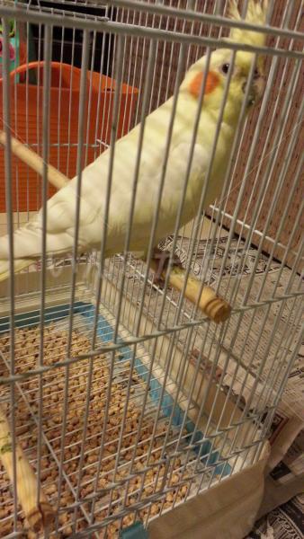 保護鳥の写真