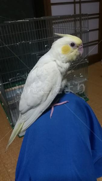 迷い鳥の写真