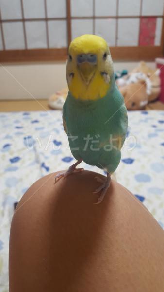 迷い鳥の写真