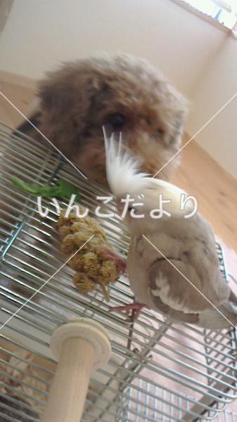 迷い鳥の写真