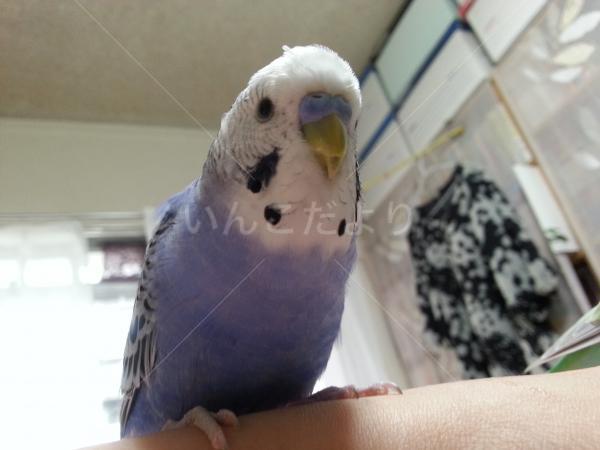 迷い鳥の写真