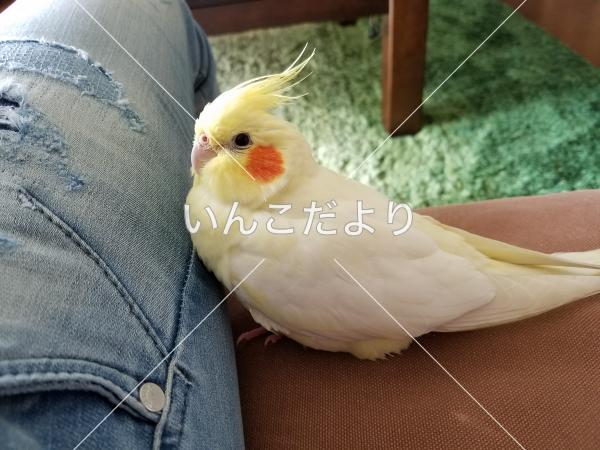 迷い鳥の写真