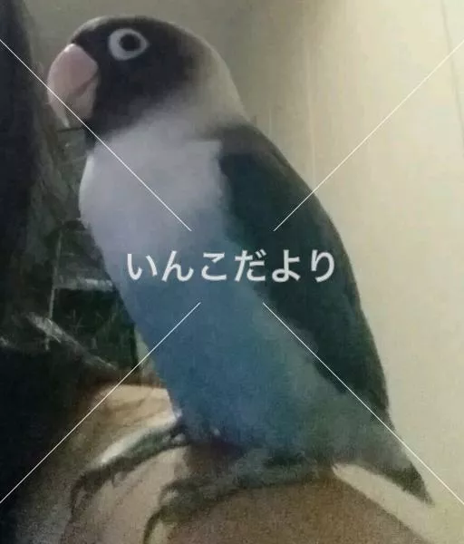 迷い鳥の写真