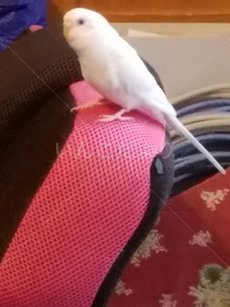 迷い鳥の写真