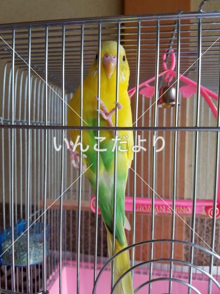 迷い鳥の写真