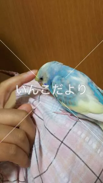 迷い鳥の写真