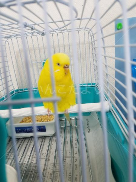 保護鳥の写真
