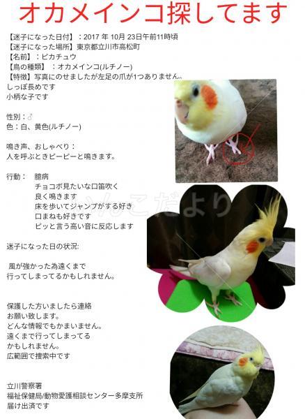 迷い鳥の写真