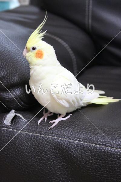 迷い鳥の写真
