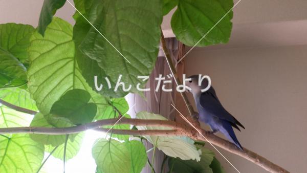 迷い鳥の写真