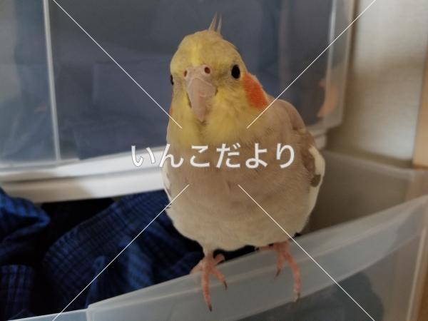 迷い鳥の写真