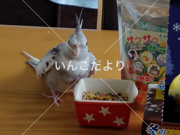 迷い鳥の写真