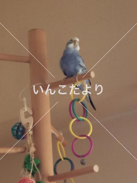 迷い鳥の写真