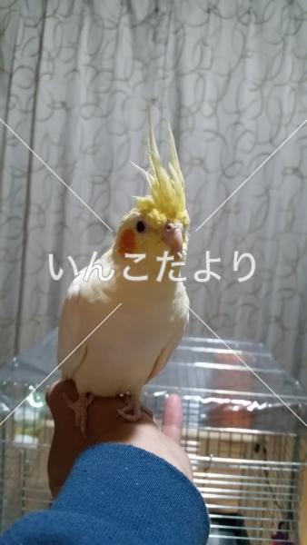 迷い鳥の写真