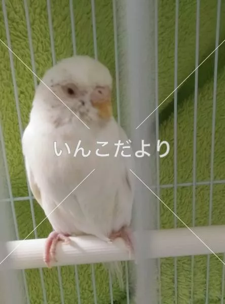 保護鳥の写真