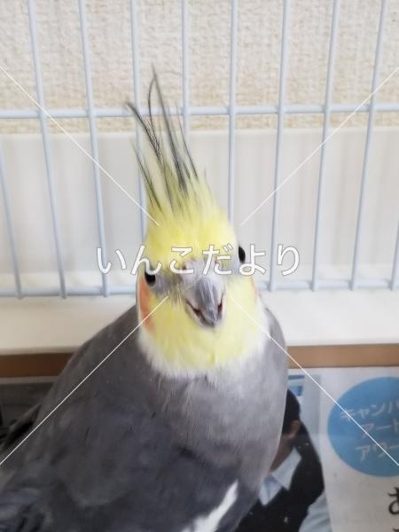 迷い鳥の写真