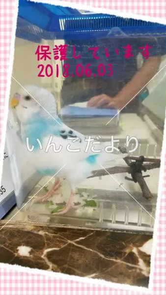 保護鳥の写真