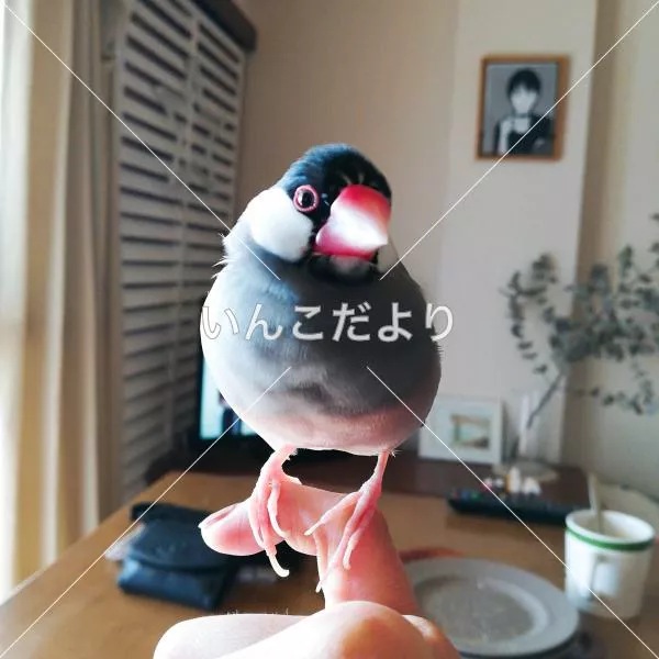 迷い鳥の写真
