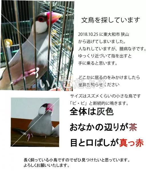 迷い鳥の写真