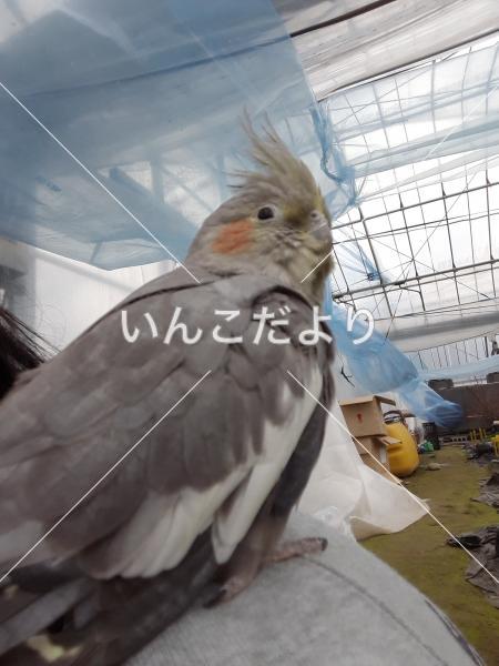 迷い鳥の写真