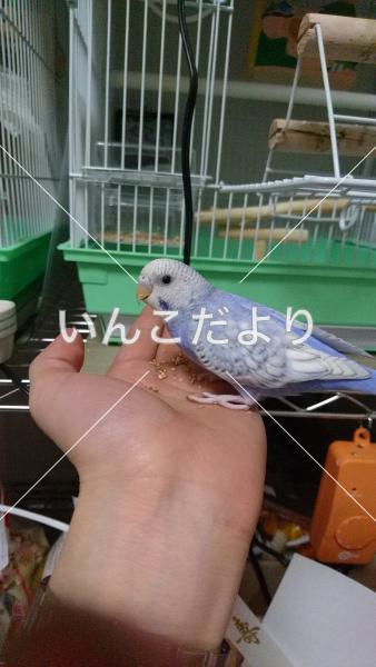 迷い鳥の写真