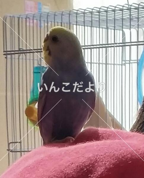 迷い鳥の写真