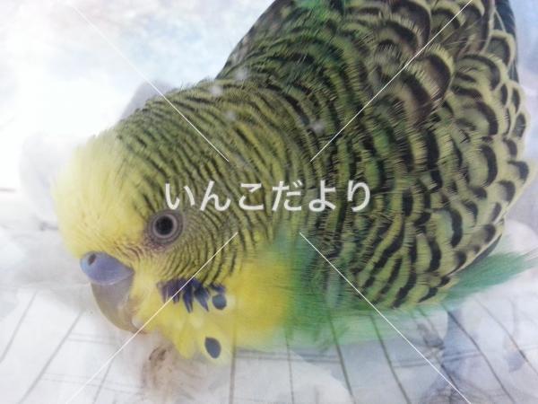 保護鳥の写真