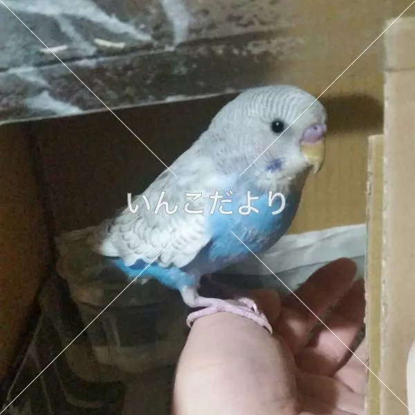保護鳥の写真
