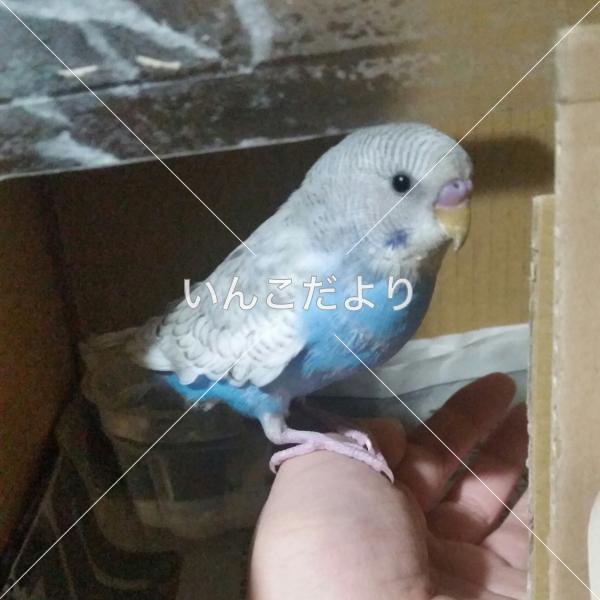 保護鳥の写真