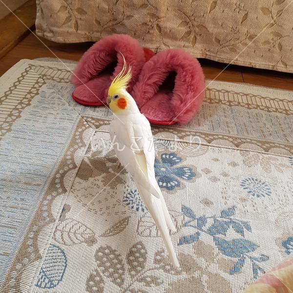 迷い鳥の写真