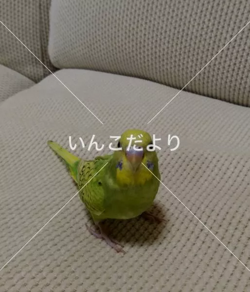 迷い鳥の写真