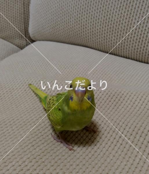 迷い鳥の写真
