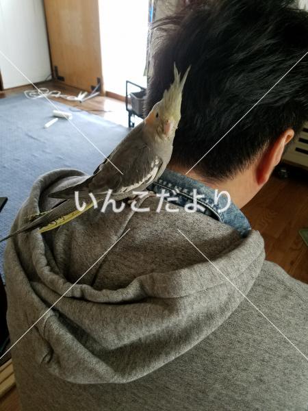 迷い鳥の写真