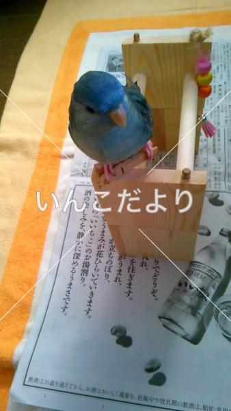 迷い鳥の写真
