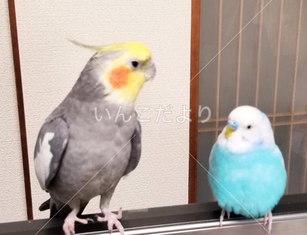 迷い鳥の写真
