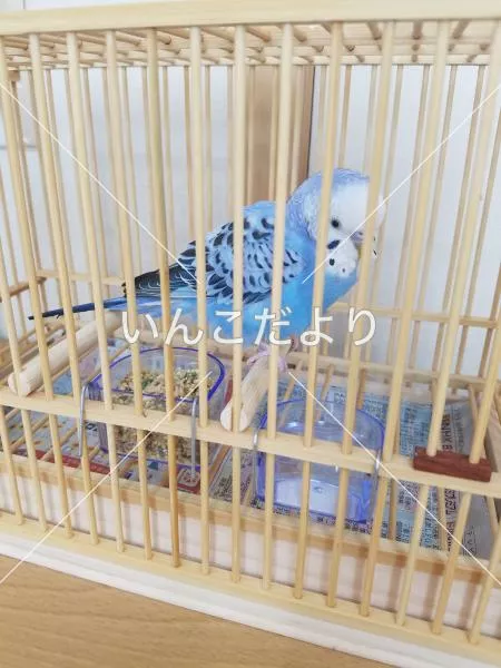 保護鳥の写真