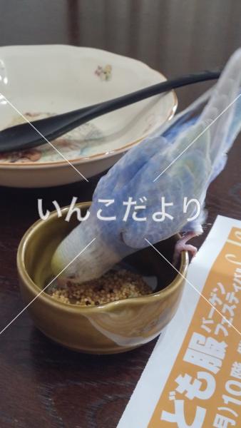 迷い鳥の写真