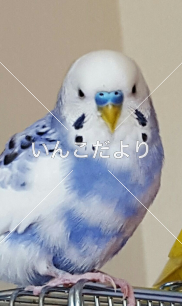 迷い鳥の写真