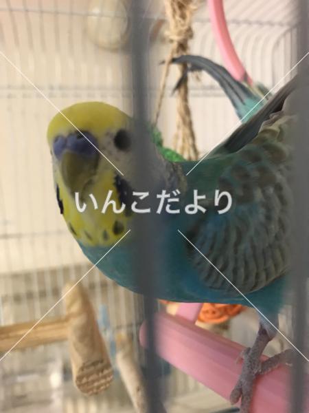 迷い鳥の写真