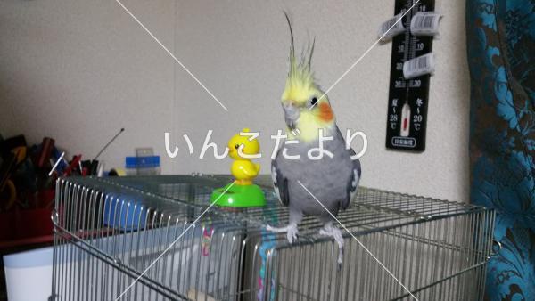迷い鳥の写真