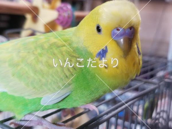 迷い鳥の写真