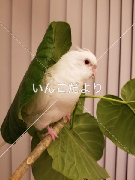 迷い鳥の写真