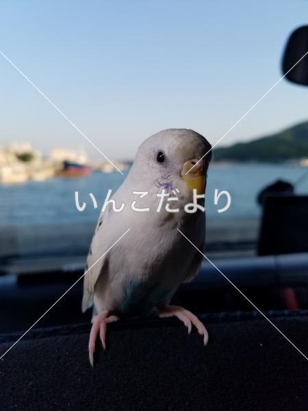 迷い鳥の写真