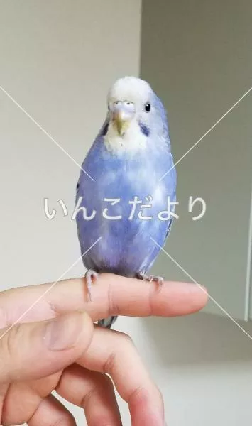 保護鳥の写真
