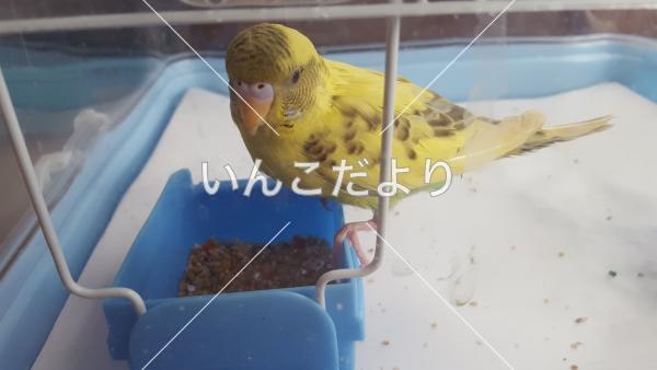 保護鳥の写真