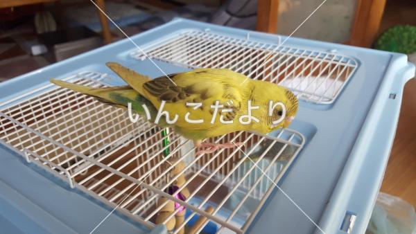 保護鳥の写真