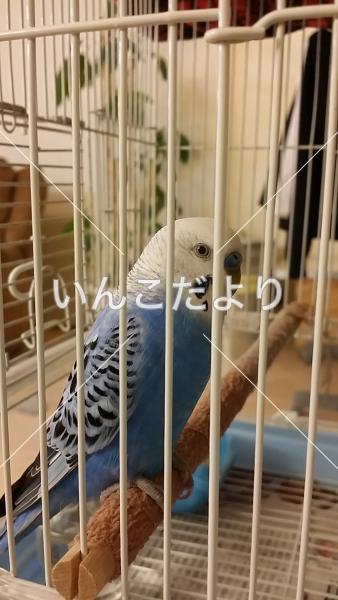 保護鳥の写真