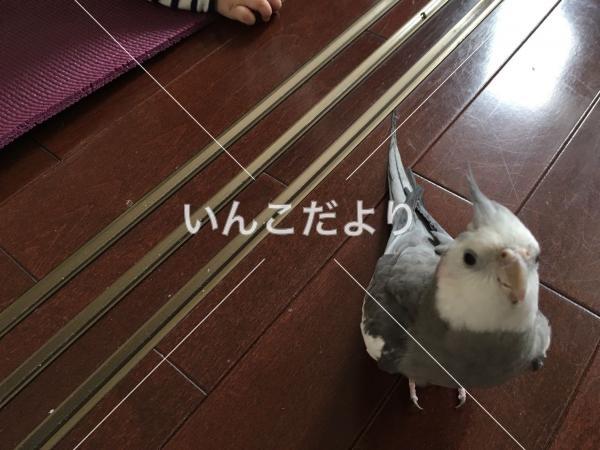 迷い鳥の写真